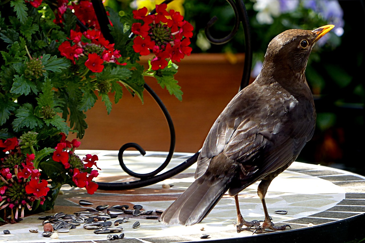 Image - animal bird blackbird turdus merula