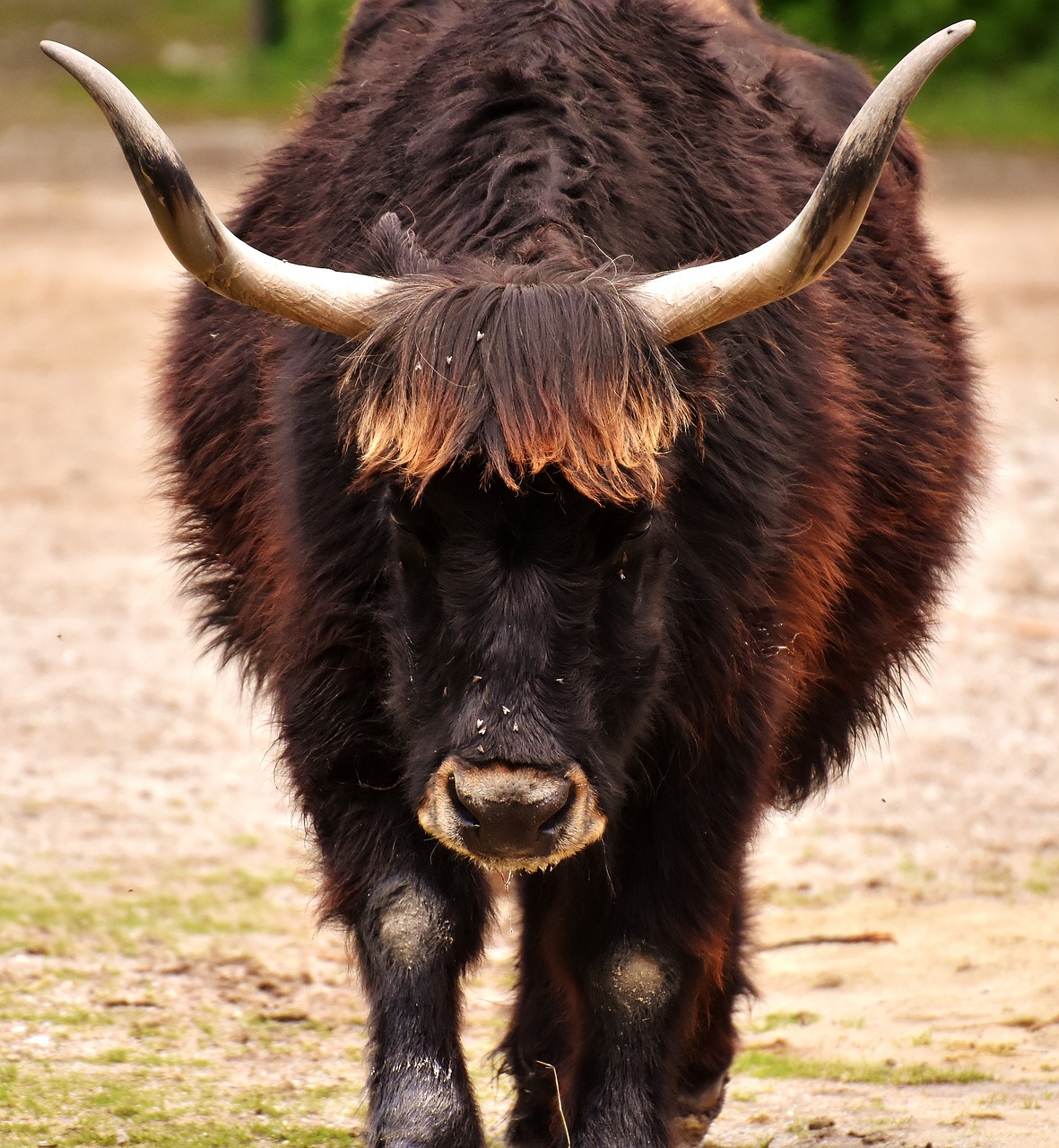 Image - aurochs beef cattle horns