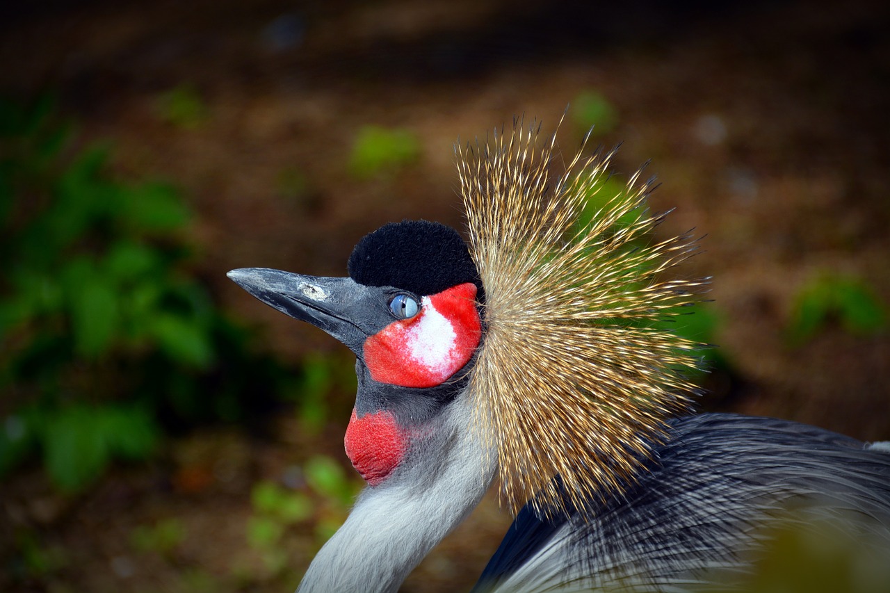 Image - grey crowned crane crane bird