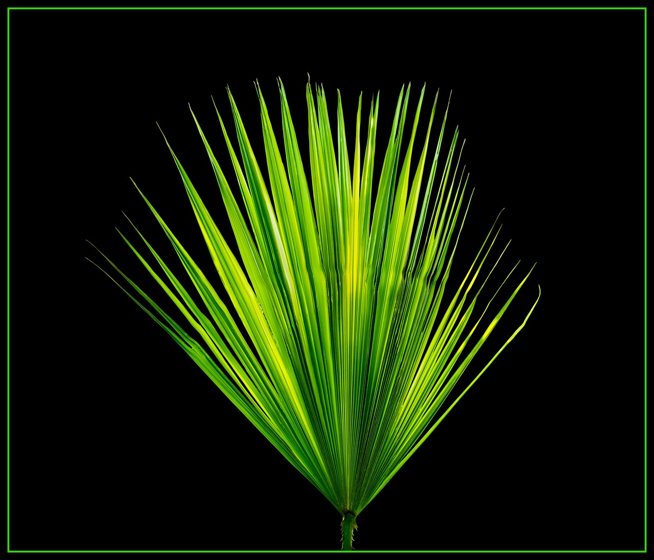 Image - palm leaf new leaf palm fronds