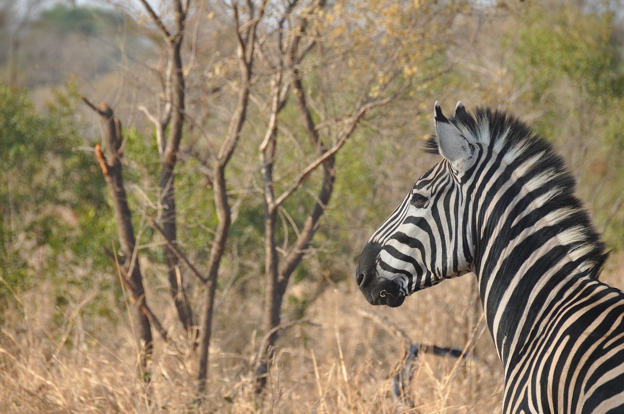 Image - zebra africa wildlife nature