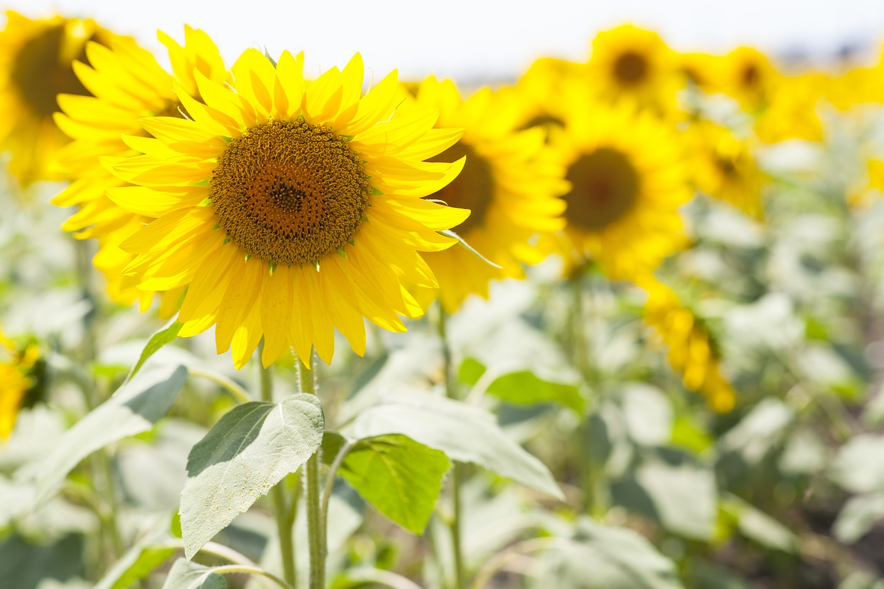 Image - sunflower yellow beautiful macro