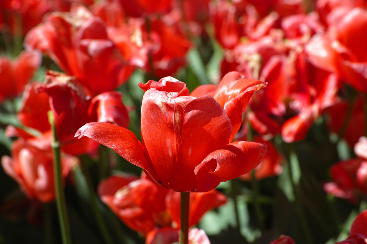 Image - flower tulips beautiful flowers