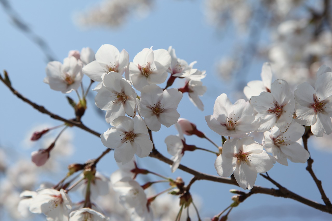 Image - blossom jinhae korea