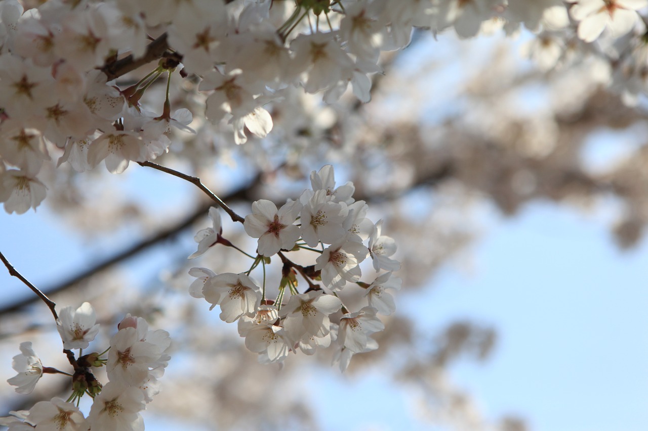 Image - blossom jinhae korea