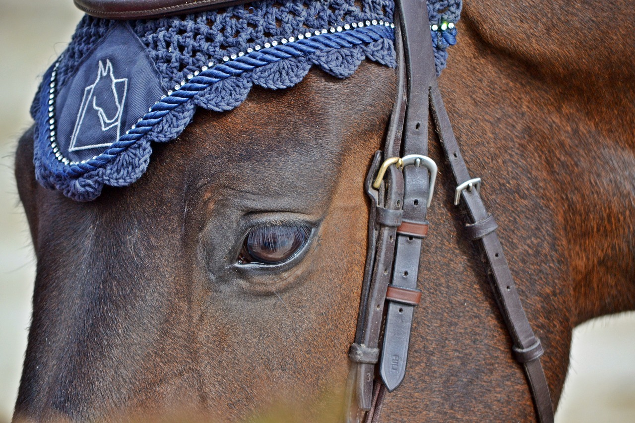 Image - horse competition horse riding