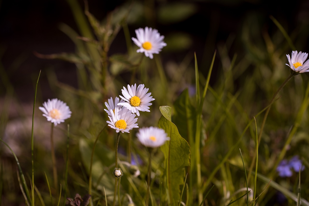 Image - daisy pointed flower meadow flower