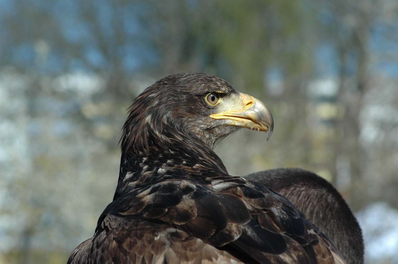 Image - eagle 3 raptor observing