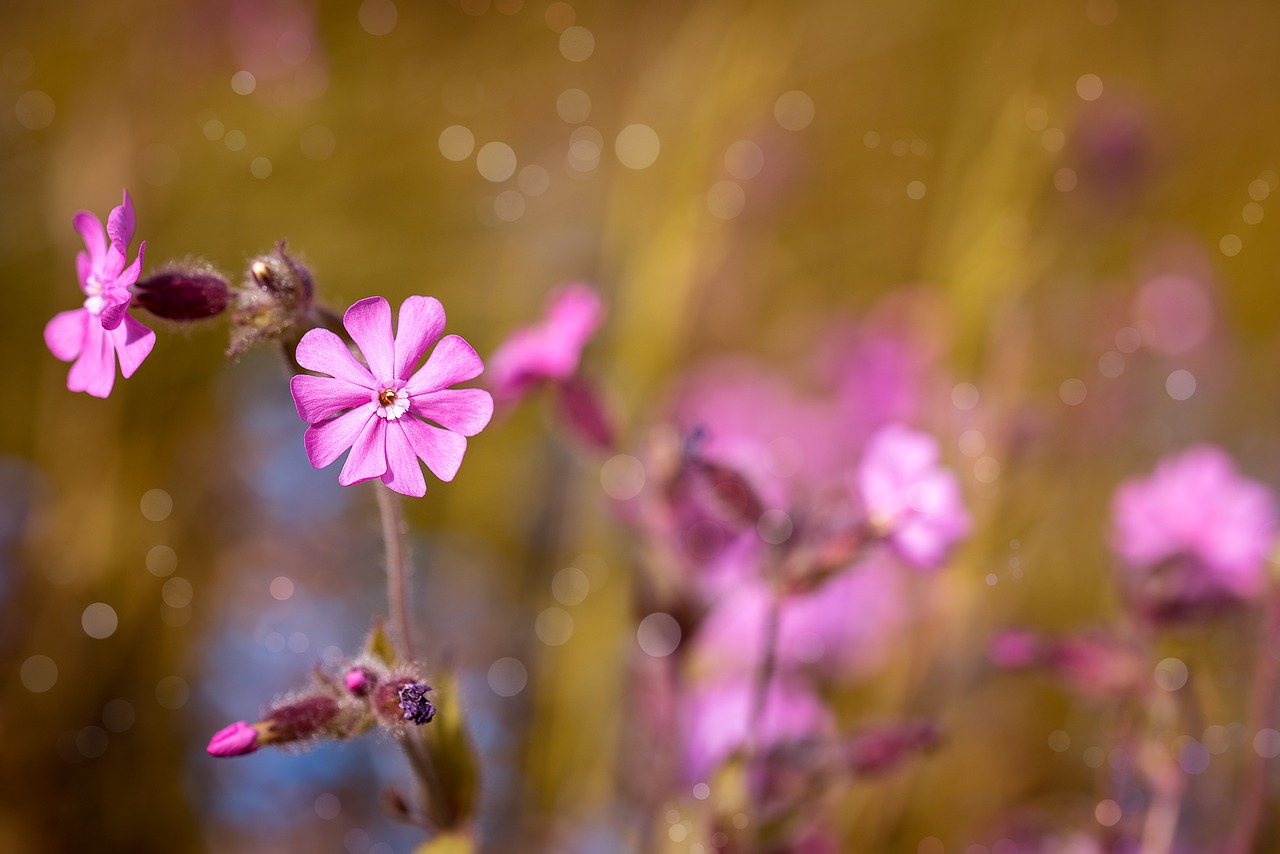 Image - red campion flower pink pink flower