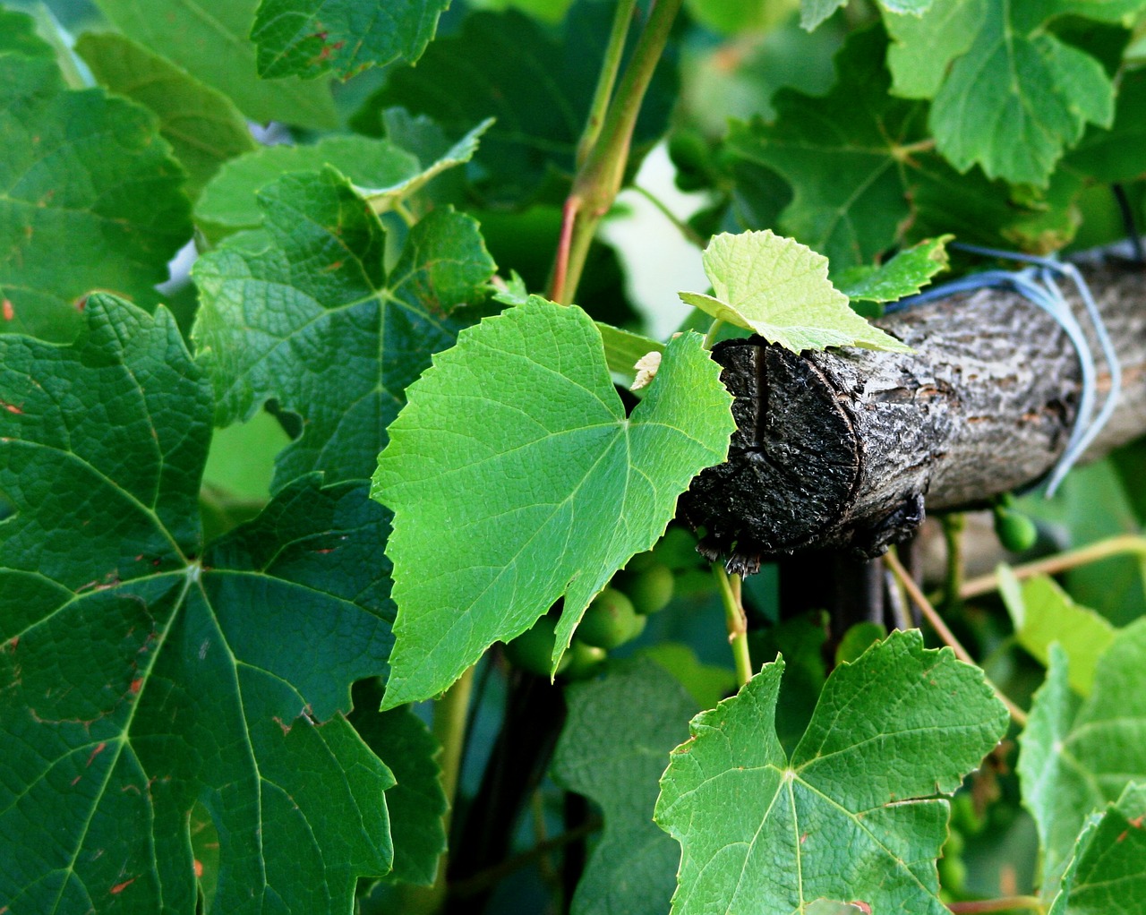 Image - grape vine leaves green vineyard