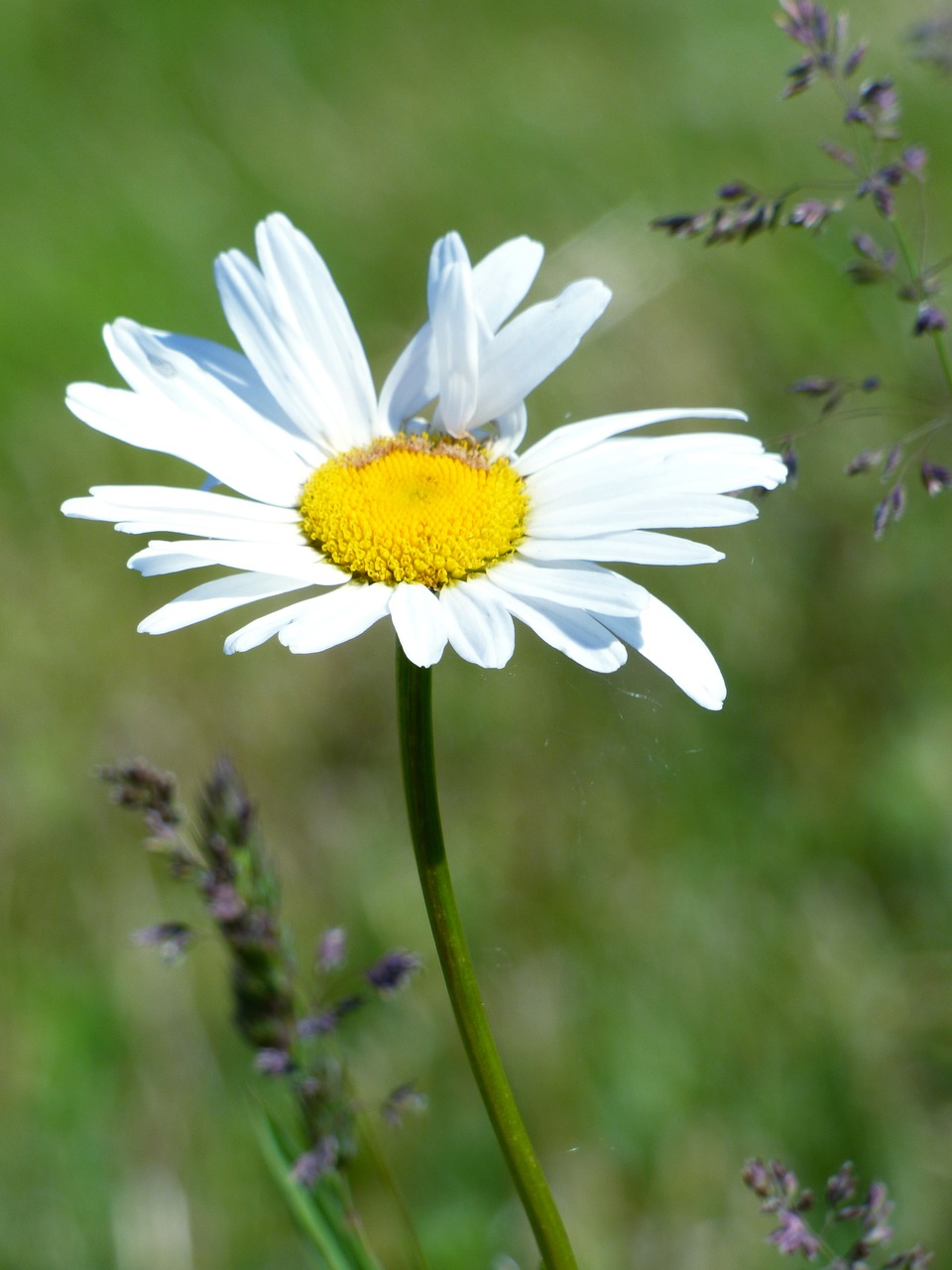 Image - marguerite flower field nature