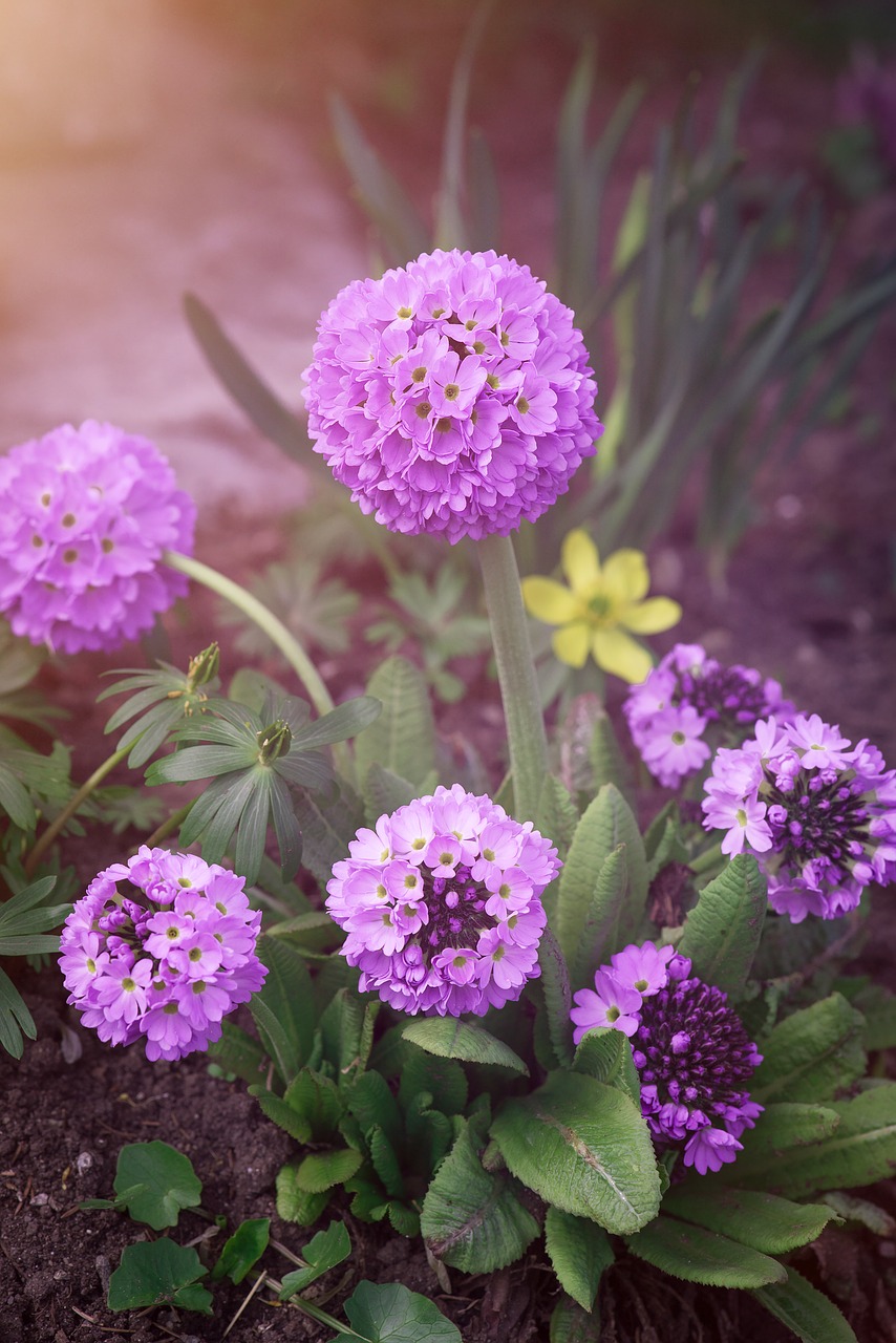 Image - drumstick ball primrose primrose