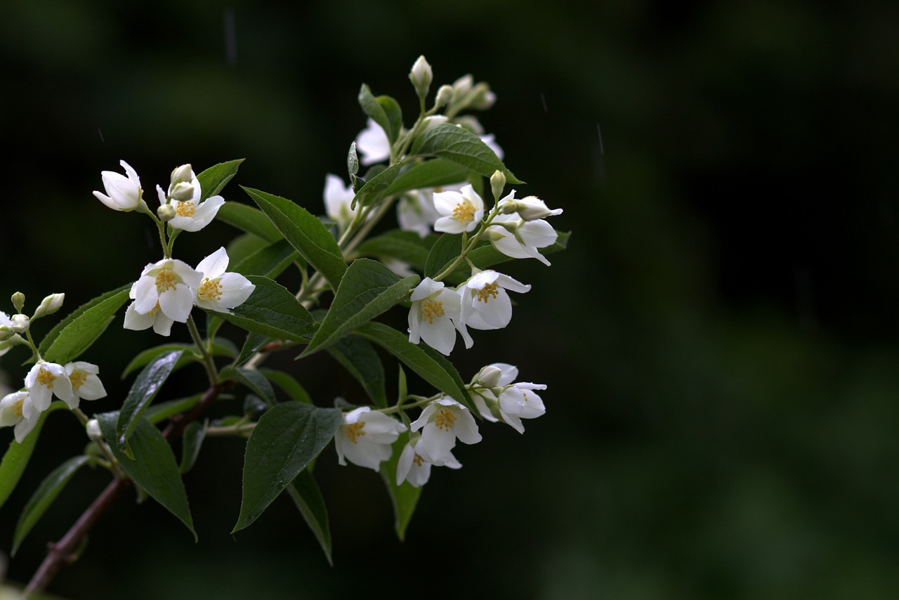 Image - jasmine white rain flower plant