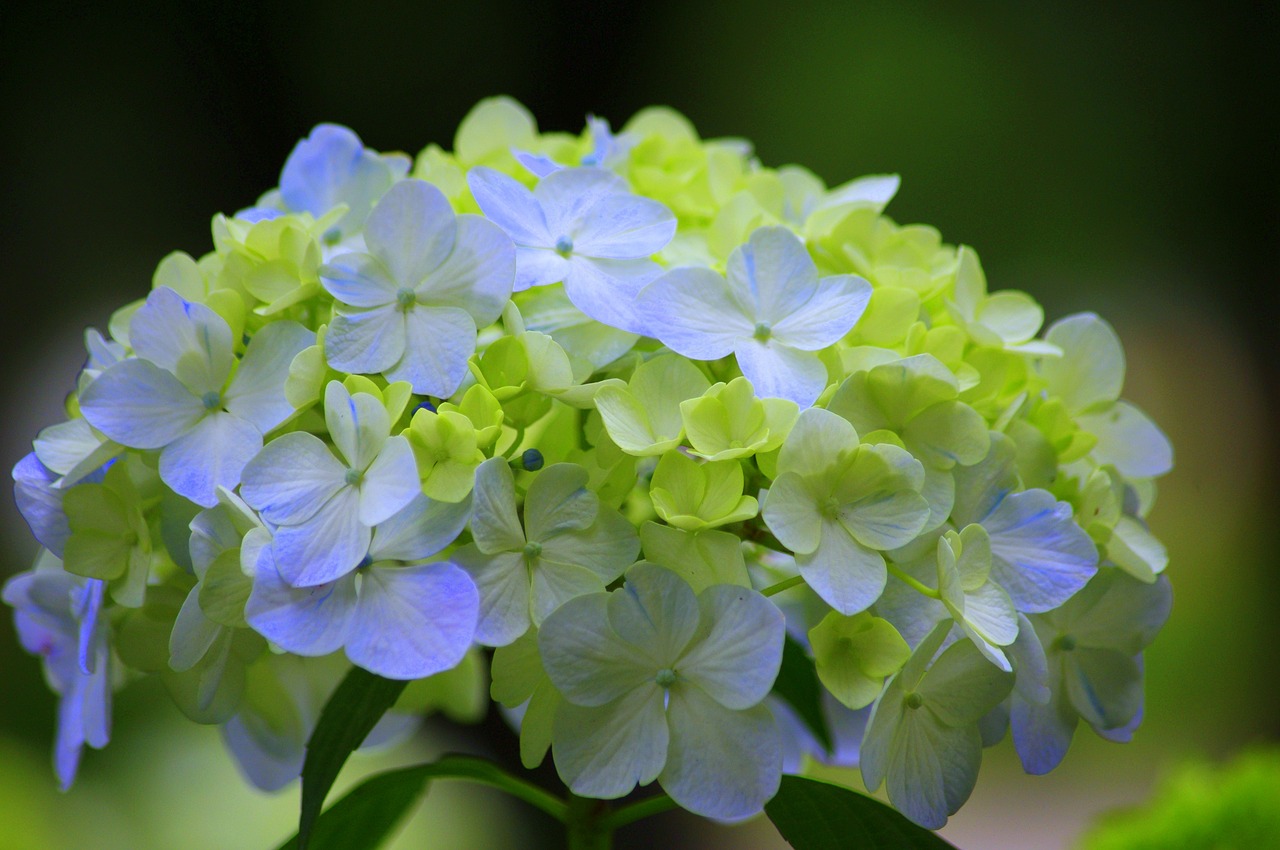 Image - hydrangea japan green rainy season