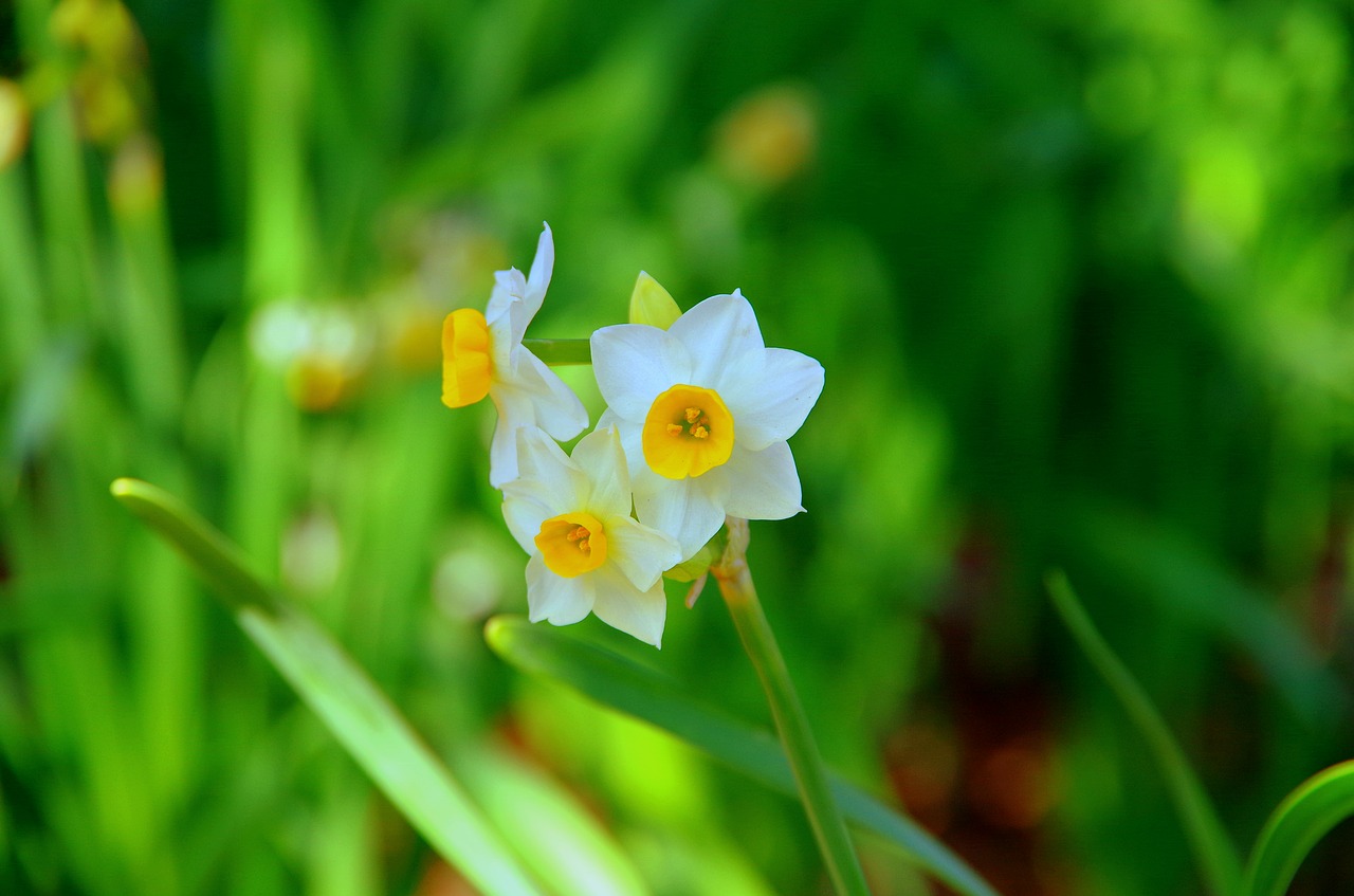 Image - narcissus japan green