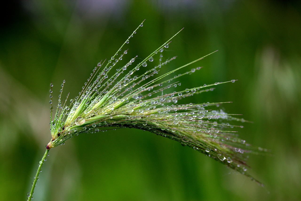 Image - spike drops dew green plant