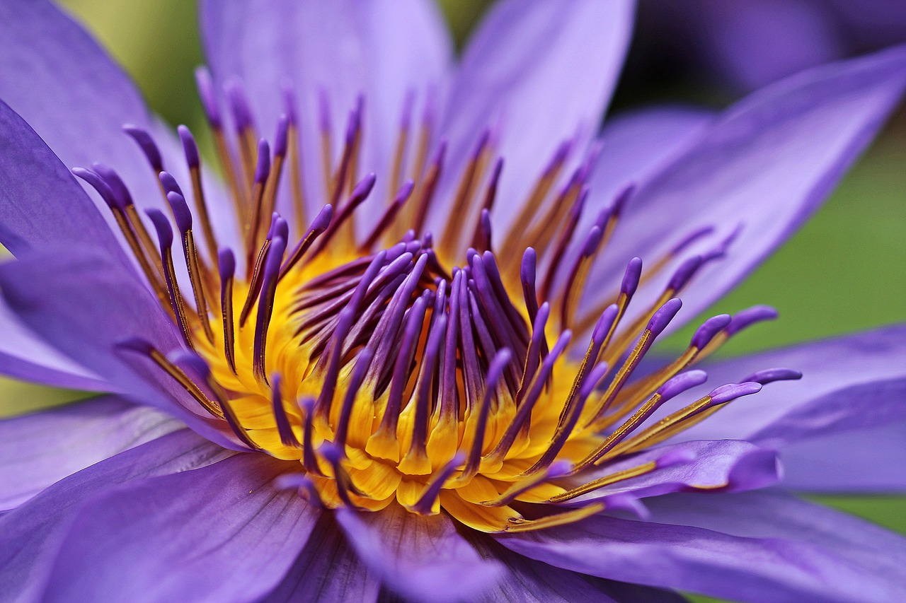 Image - water lily nuphar lutea