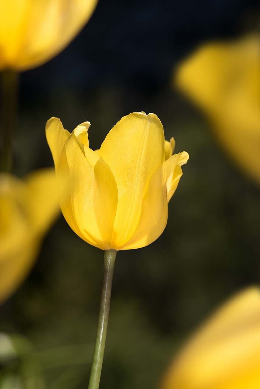 Image - tulip yellow yellow tumor flower