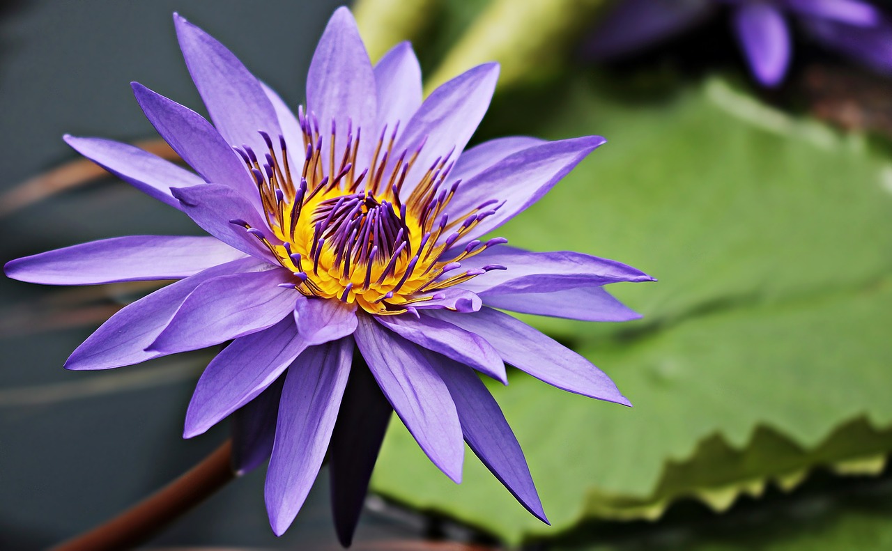 Image - water lily nuphar lutea