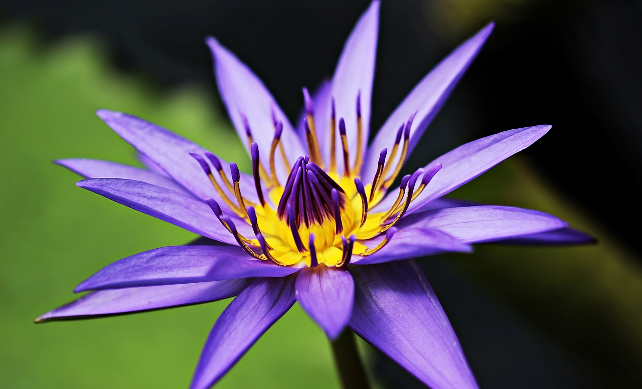 Image - water lily nuphar lutea