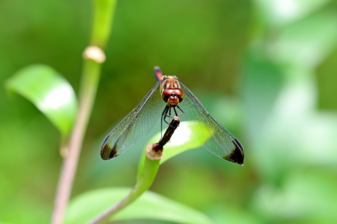 Image - nature forest insects dragonfly