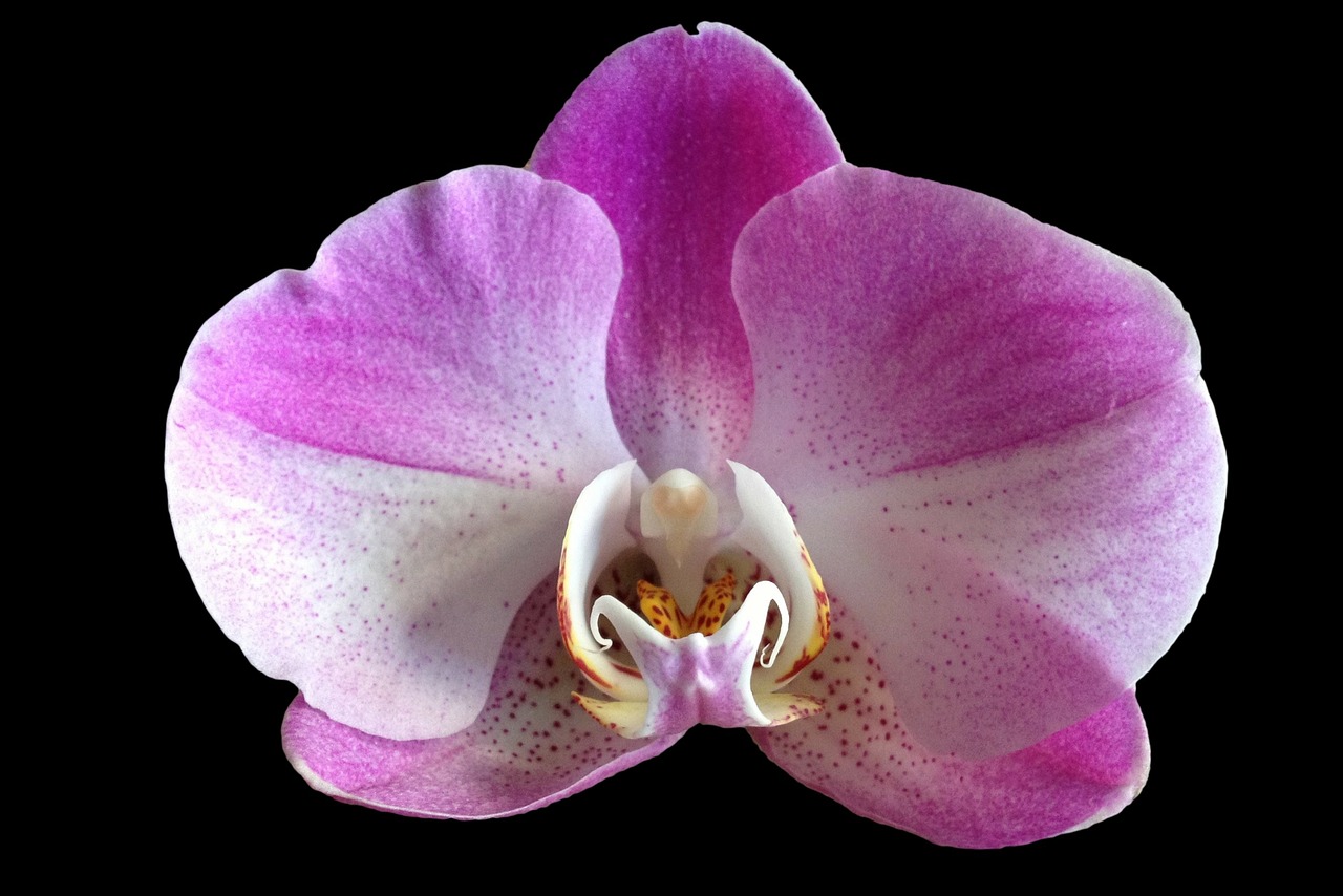 Image - orchid flower purple close up