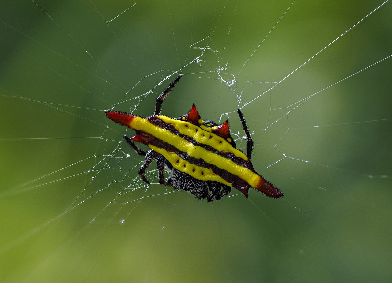 Image - spider the game hanoi