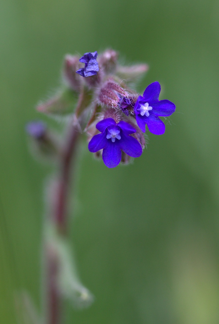 Image - cornflower camp flower wild blue