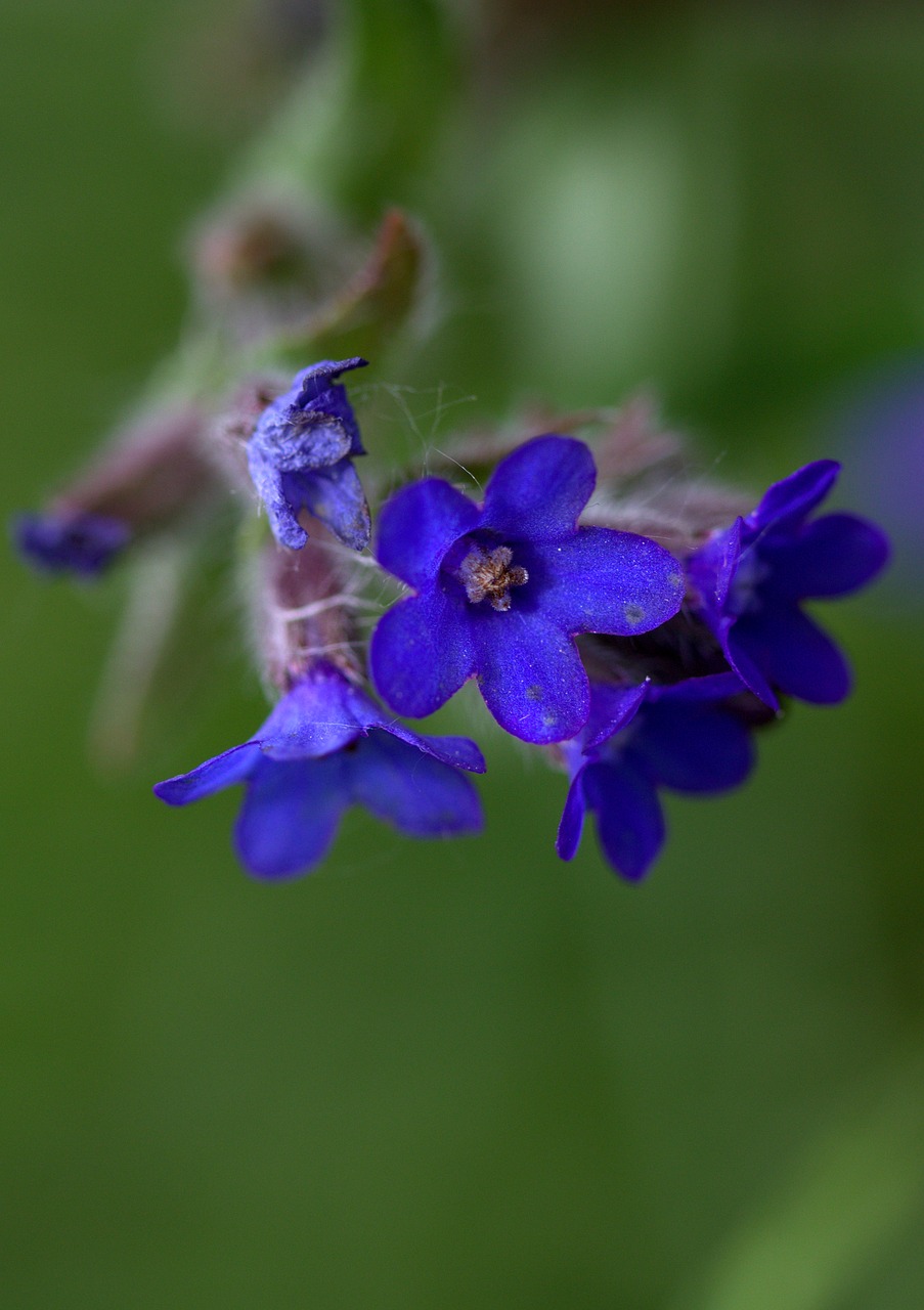 Image - cornflower camp flower wild blue