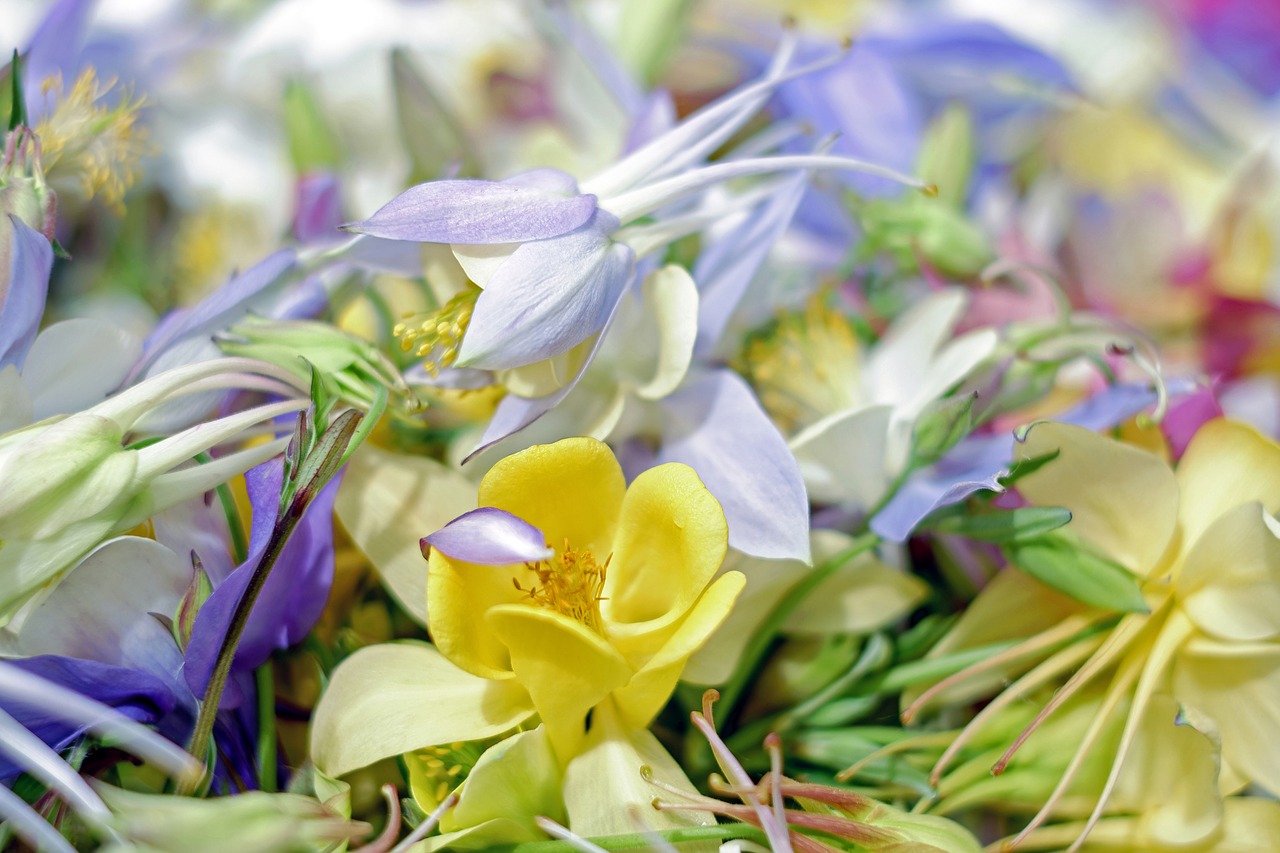 Image - columbine wild flowers bloom