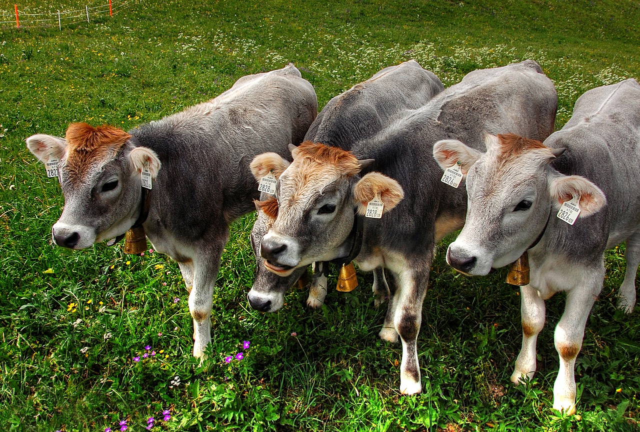 Image - calves alm cow pasture agriculture