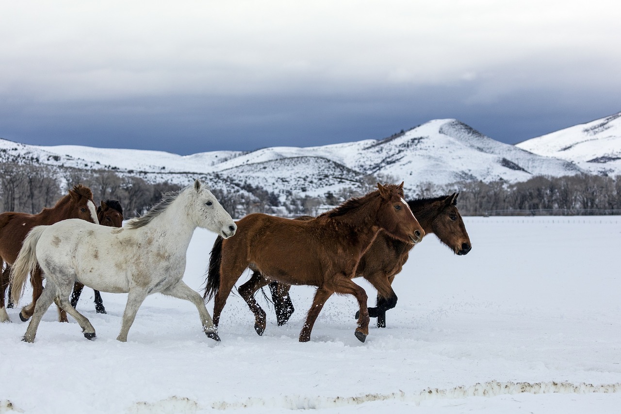 Image - horses walking panorama landscape