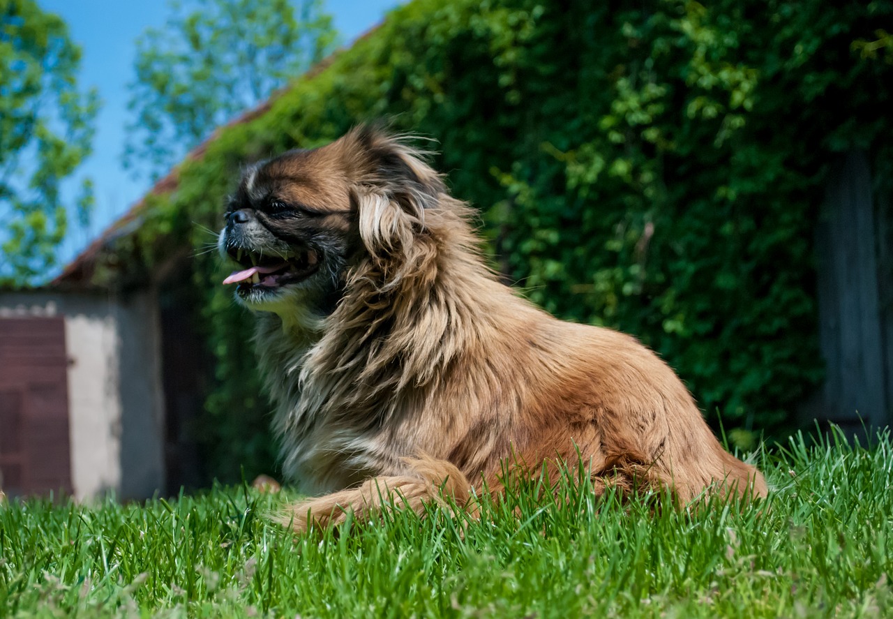 Image - pekingese dog hairy