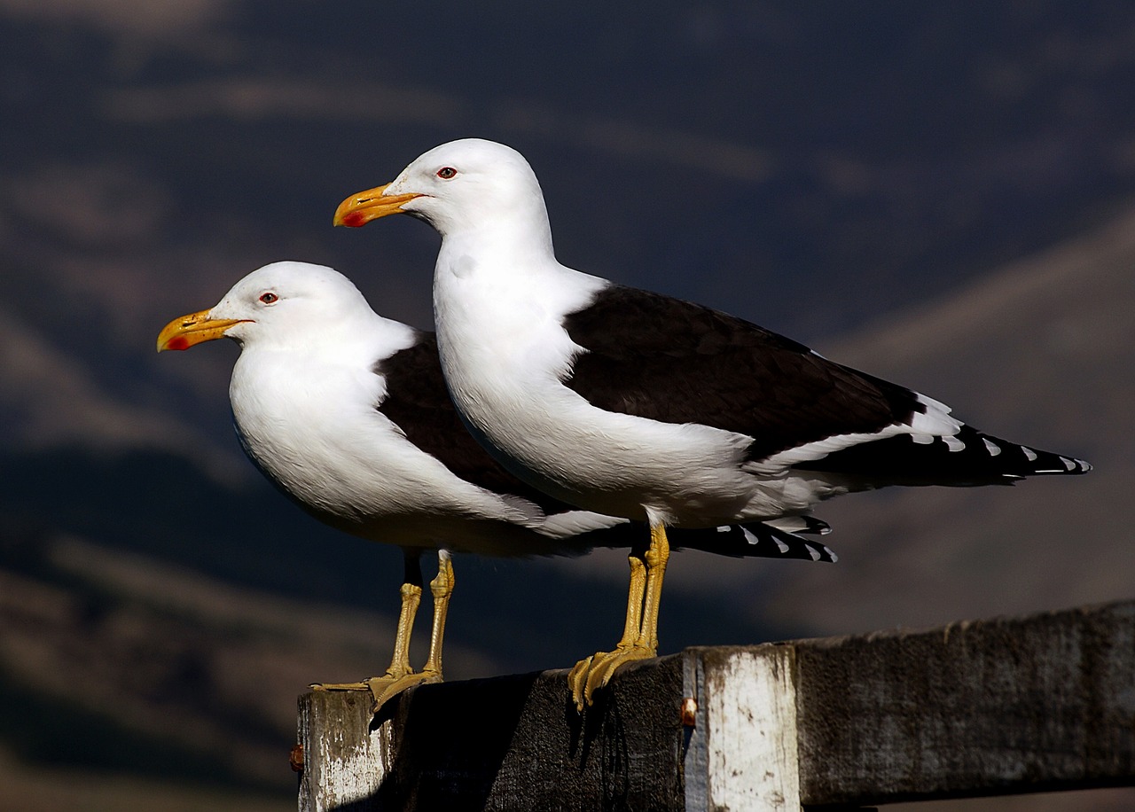 Image - black backed seagulls perched birds