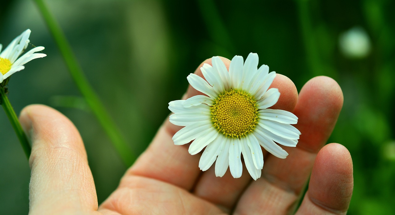 Image - marguerite white marguerite hand