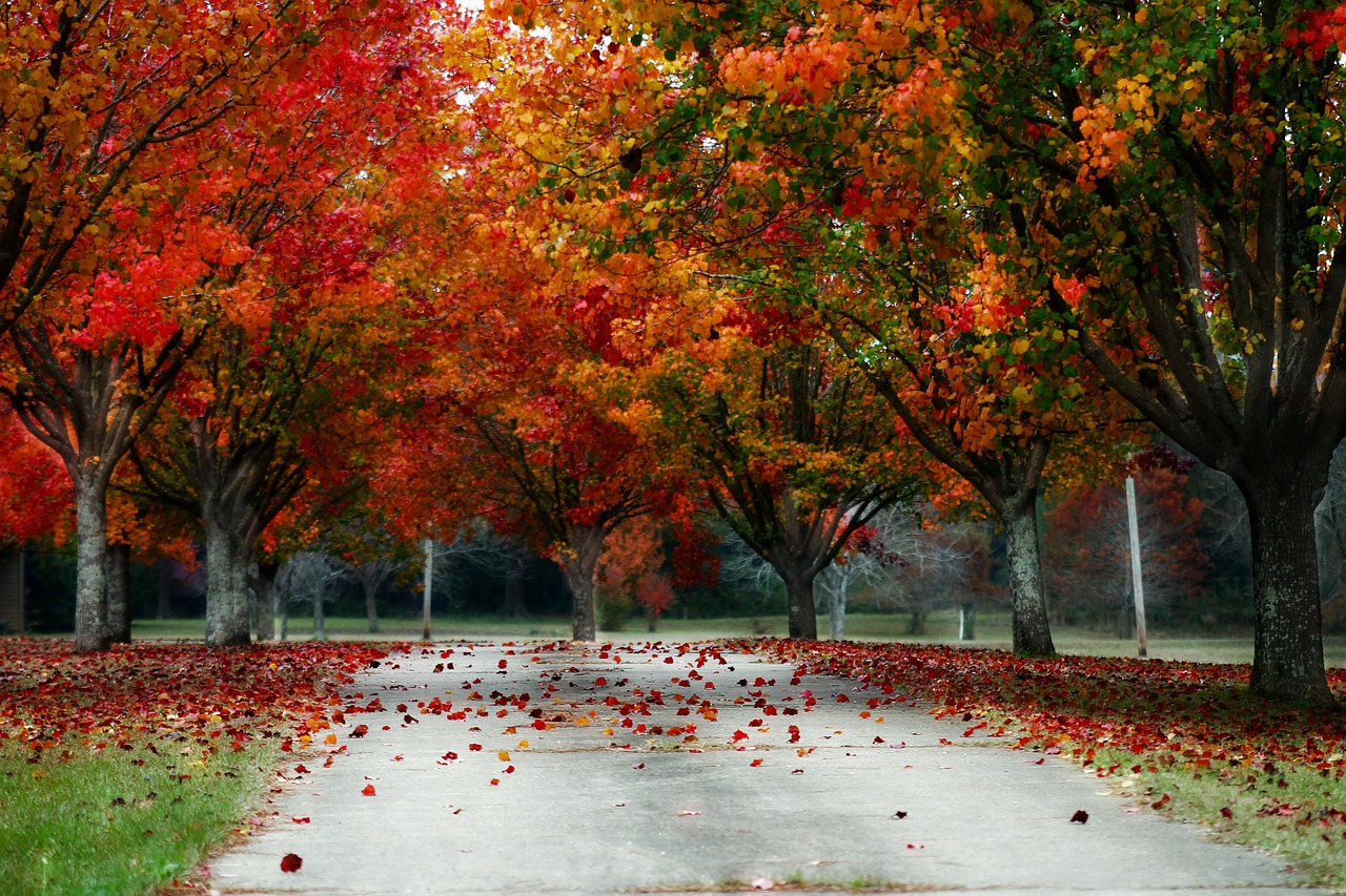 Image - trees fall nature scenic beautiful