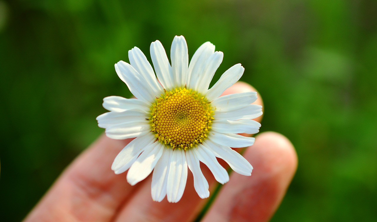 Image - marguerite white marguerite hand