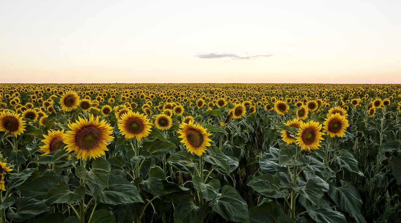 Image - sunflower field evening