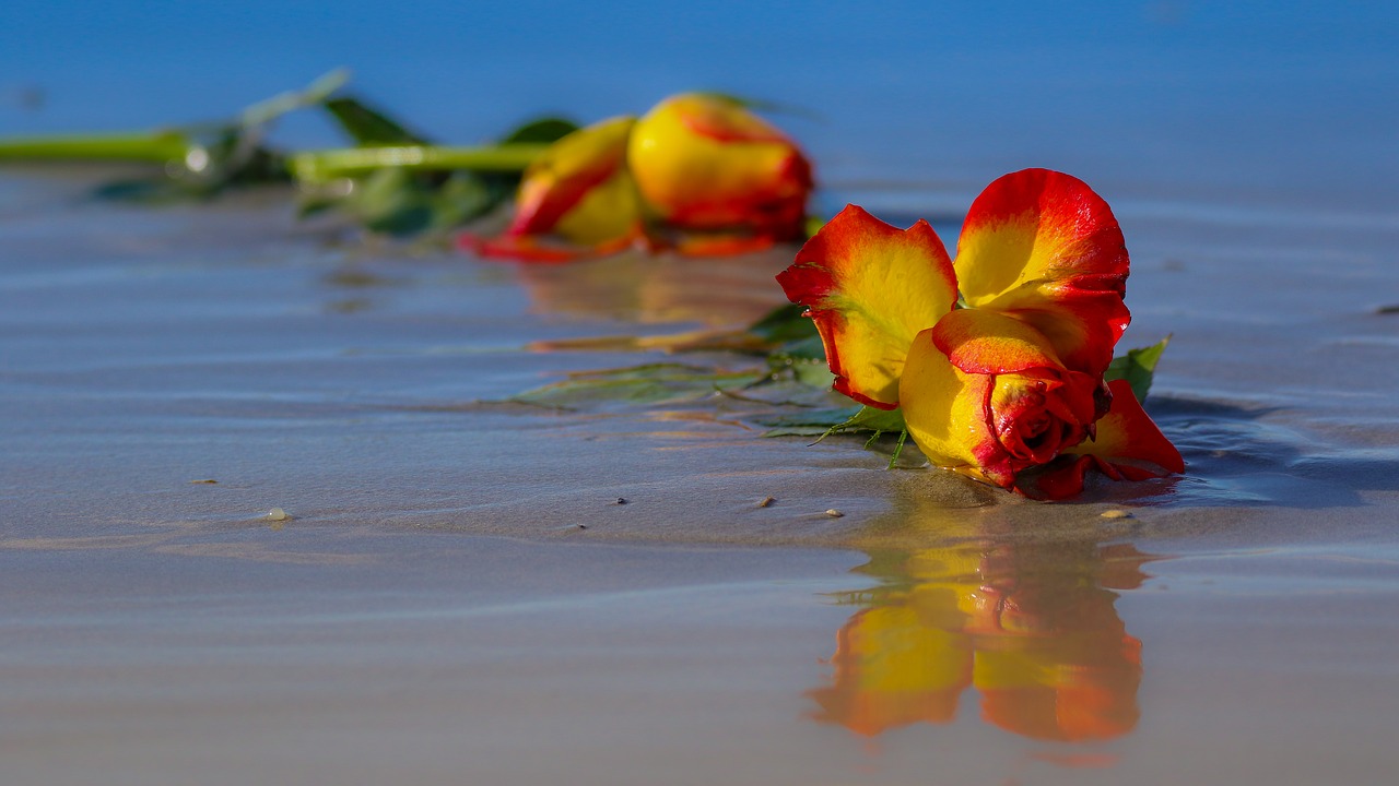 Image - rose flower wilted floral plant