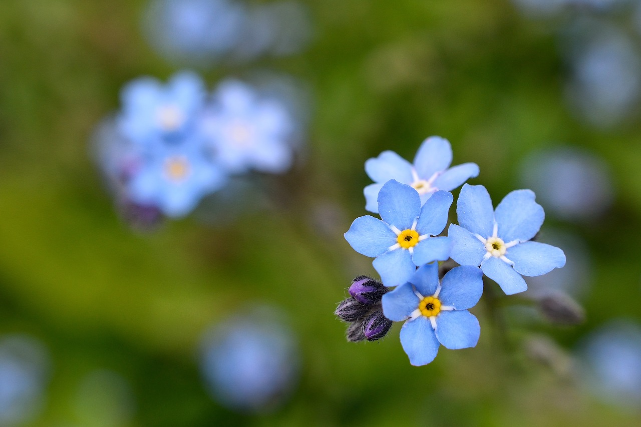 Image - background flower forget me not