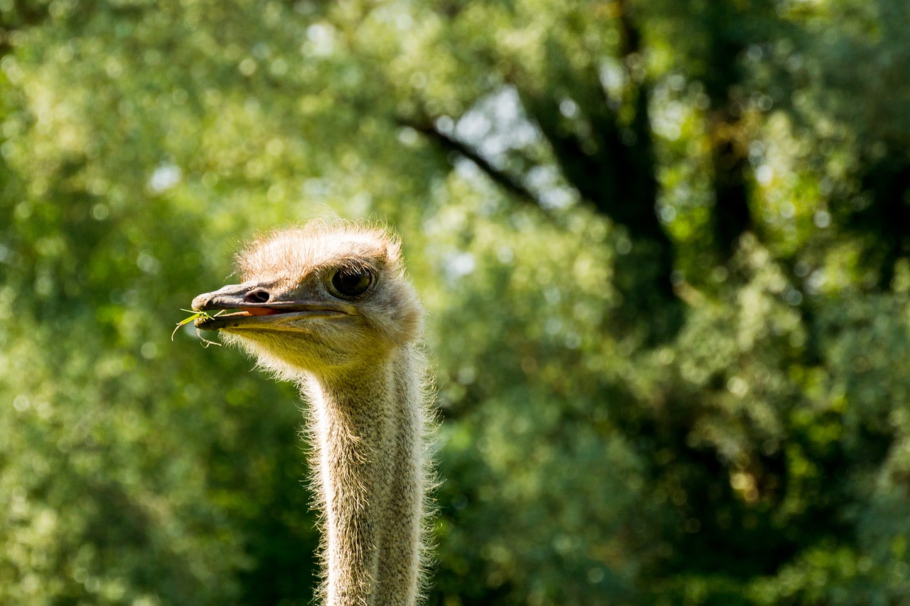 Image - bouquet eat grass bird animal