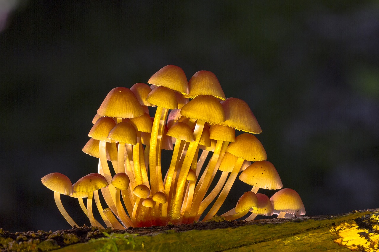 Image - mushroom mushroom group sponge