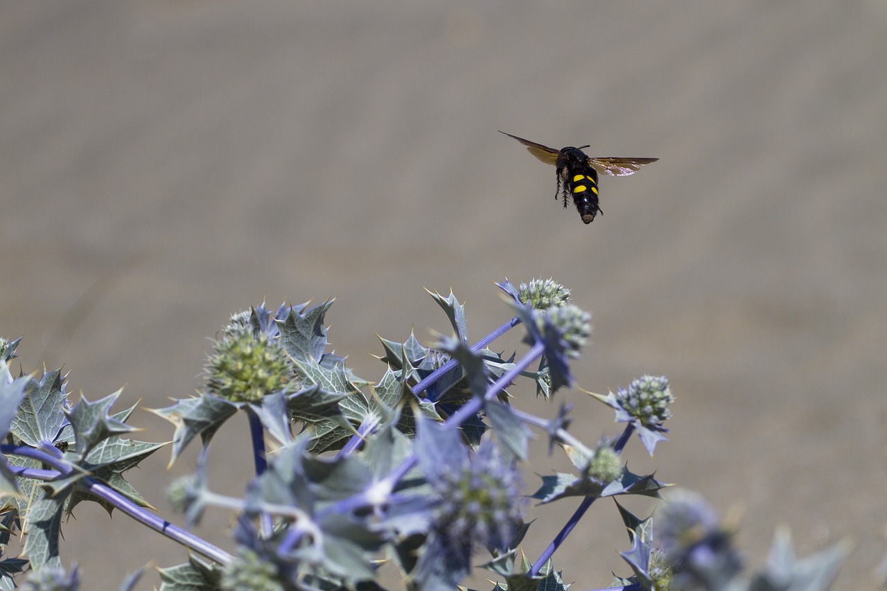 Image - insect wasp type thistle