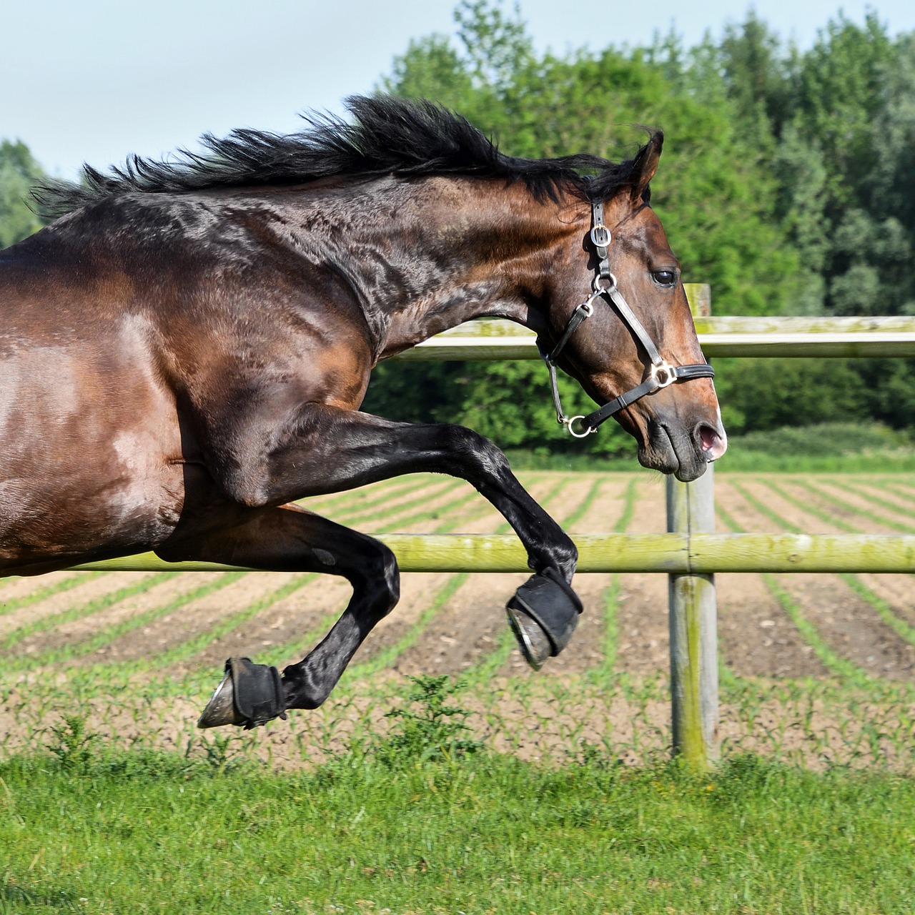 Image - horse bai gallop grass play