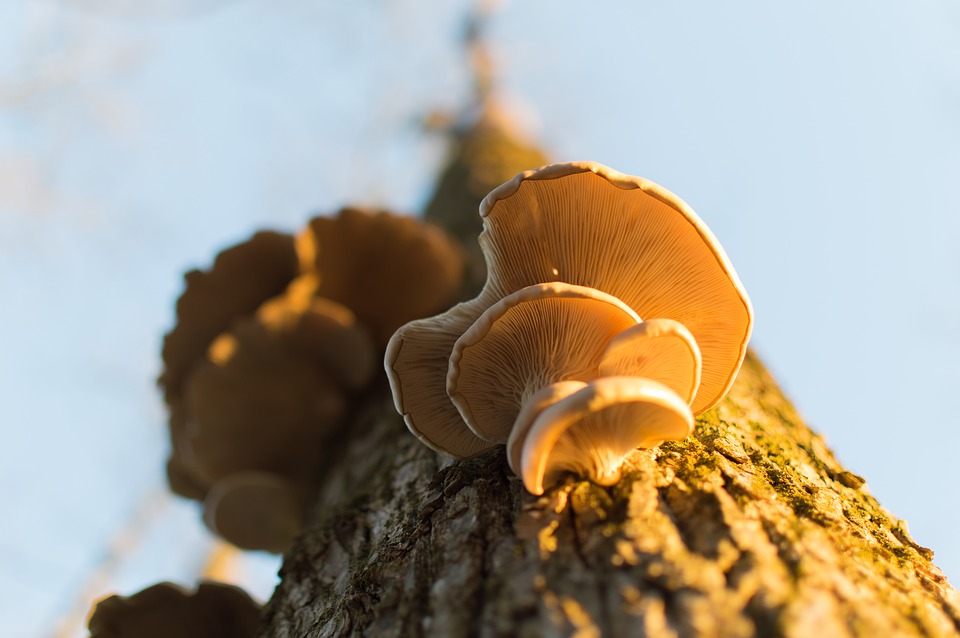 Image - tree nature mushroom
