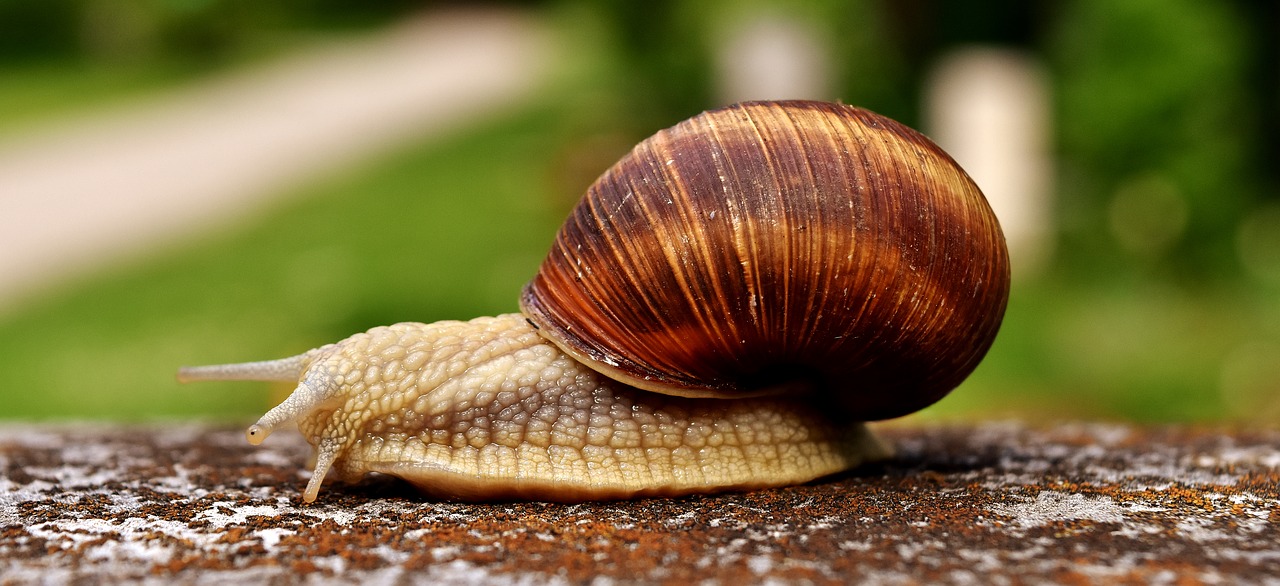 Image - snail animal home crawl shell