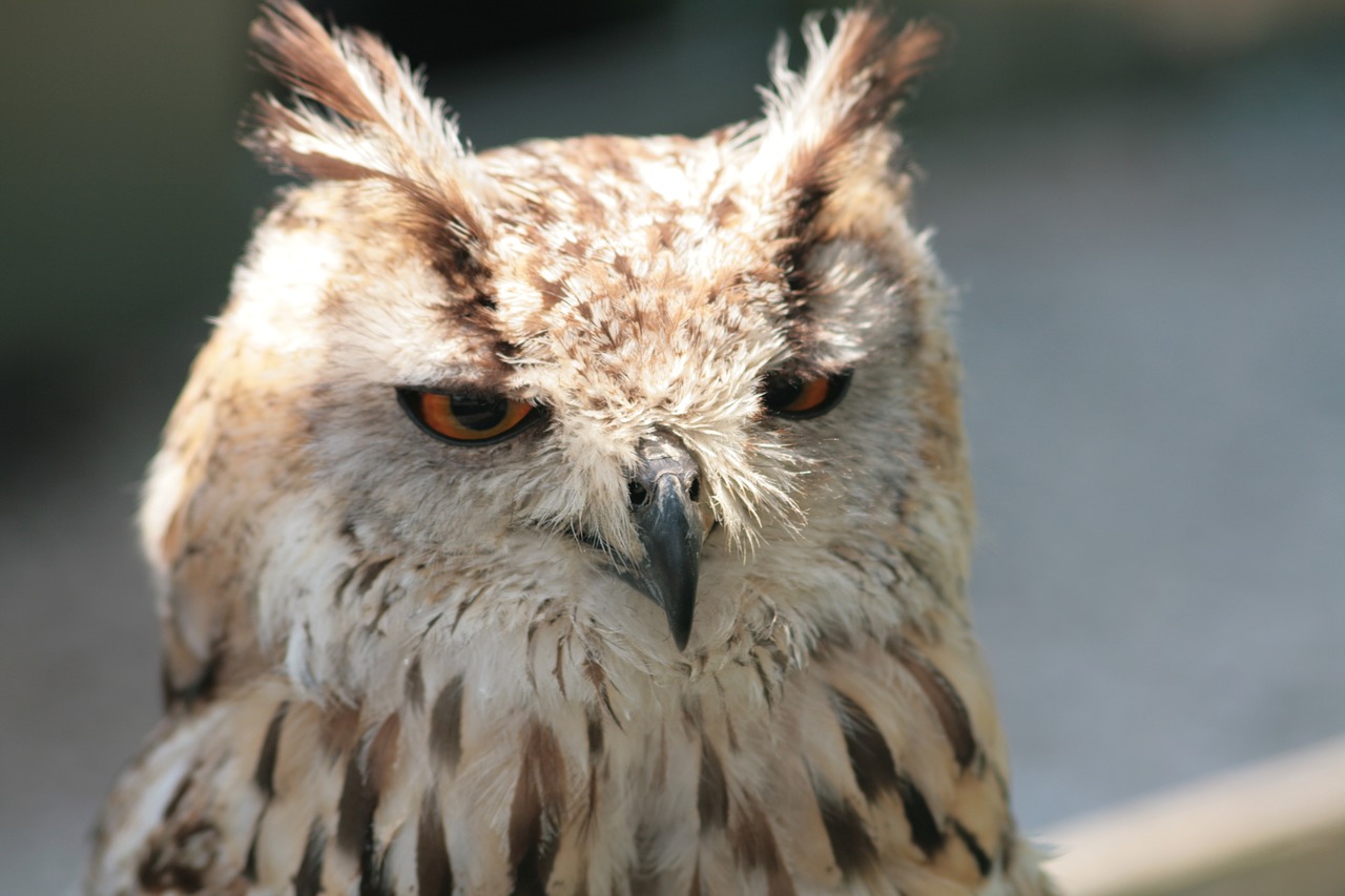 Image - owl feather falconer bird beak