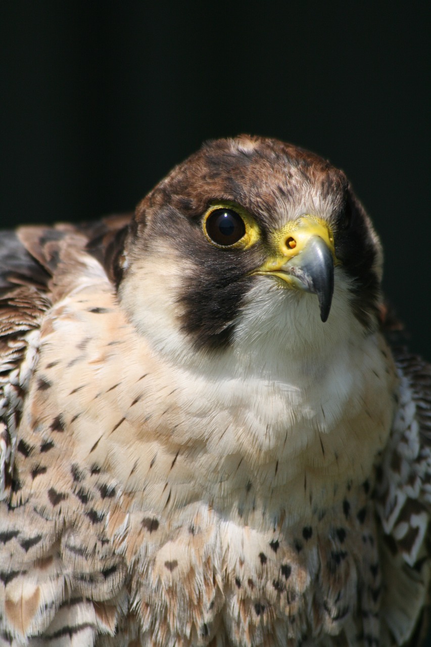 Image - bird of prey bird prey beak