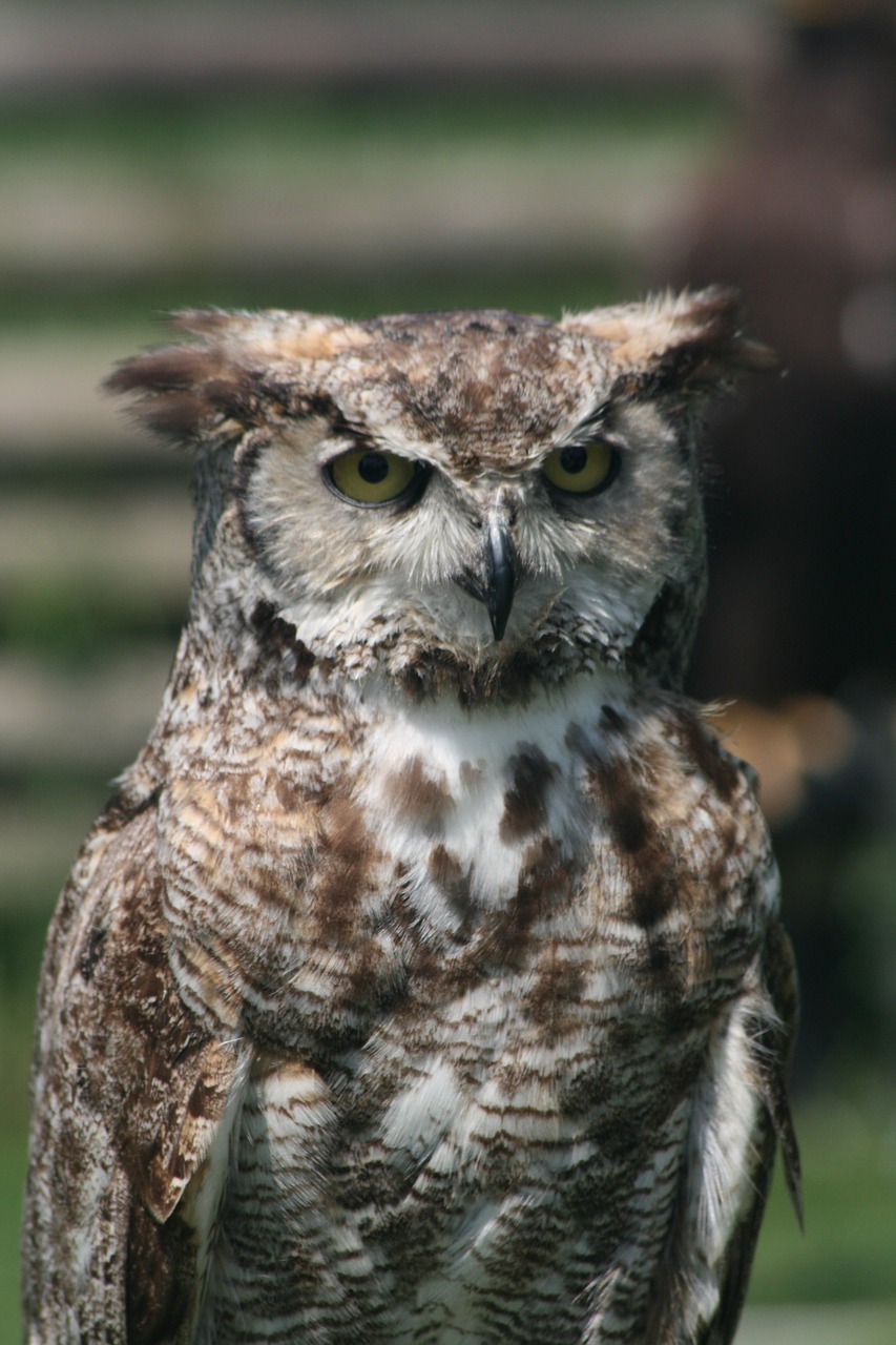 Image - owl owl feather falconer bird beak