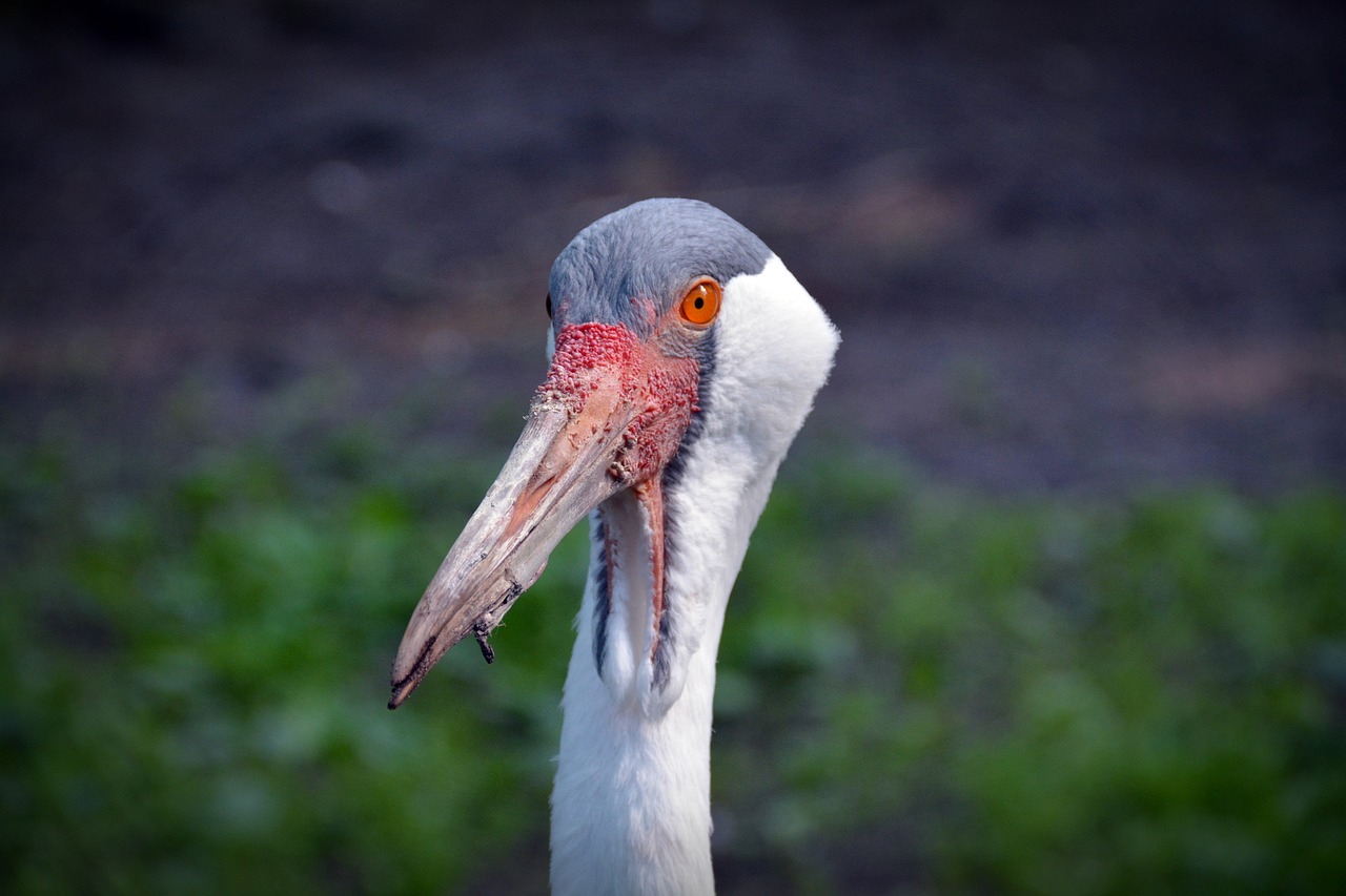 Image - wattled crane crane bird portrait